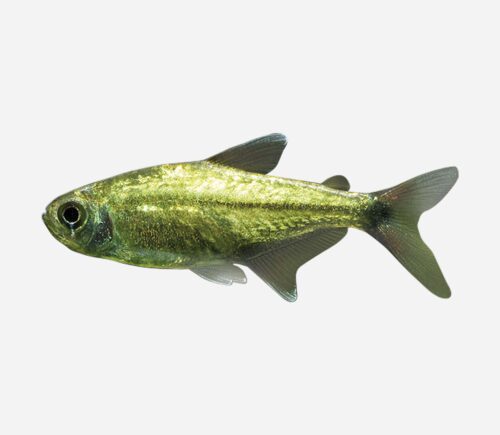 Tetra oro