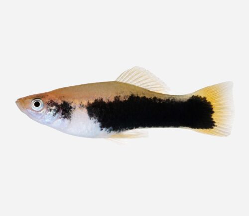 Xipho Verde tuxedo