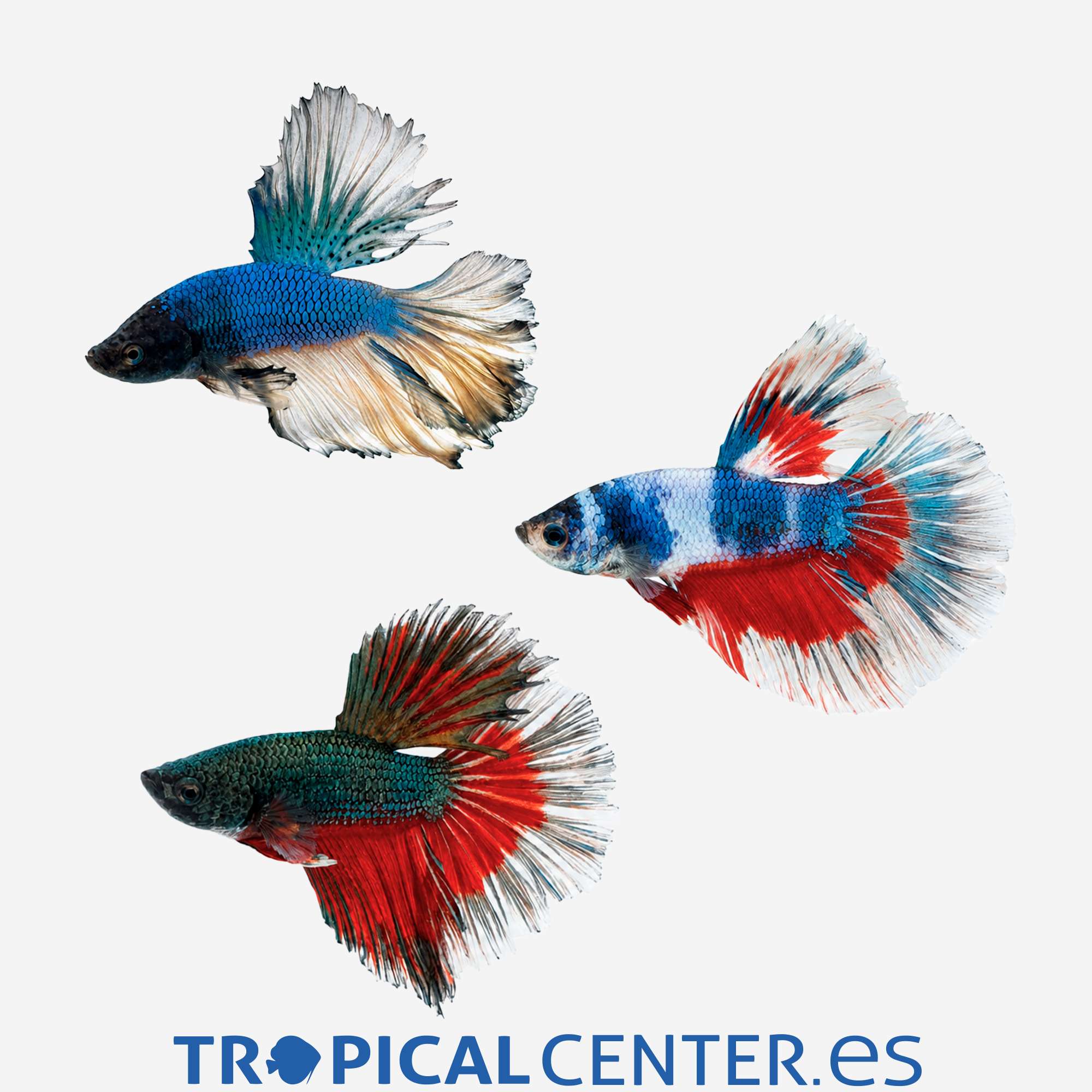 an116-3-betta-surtido-hqf-macho_general_5846.jpg