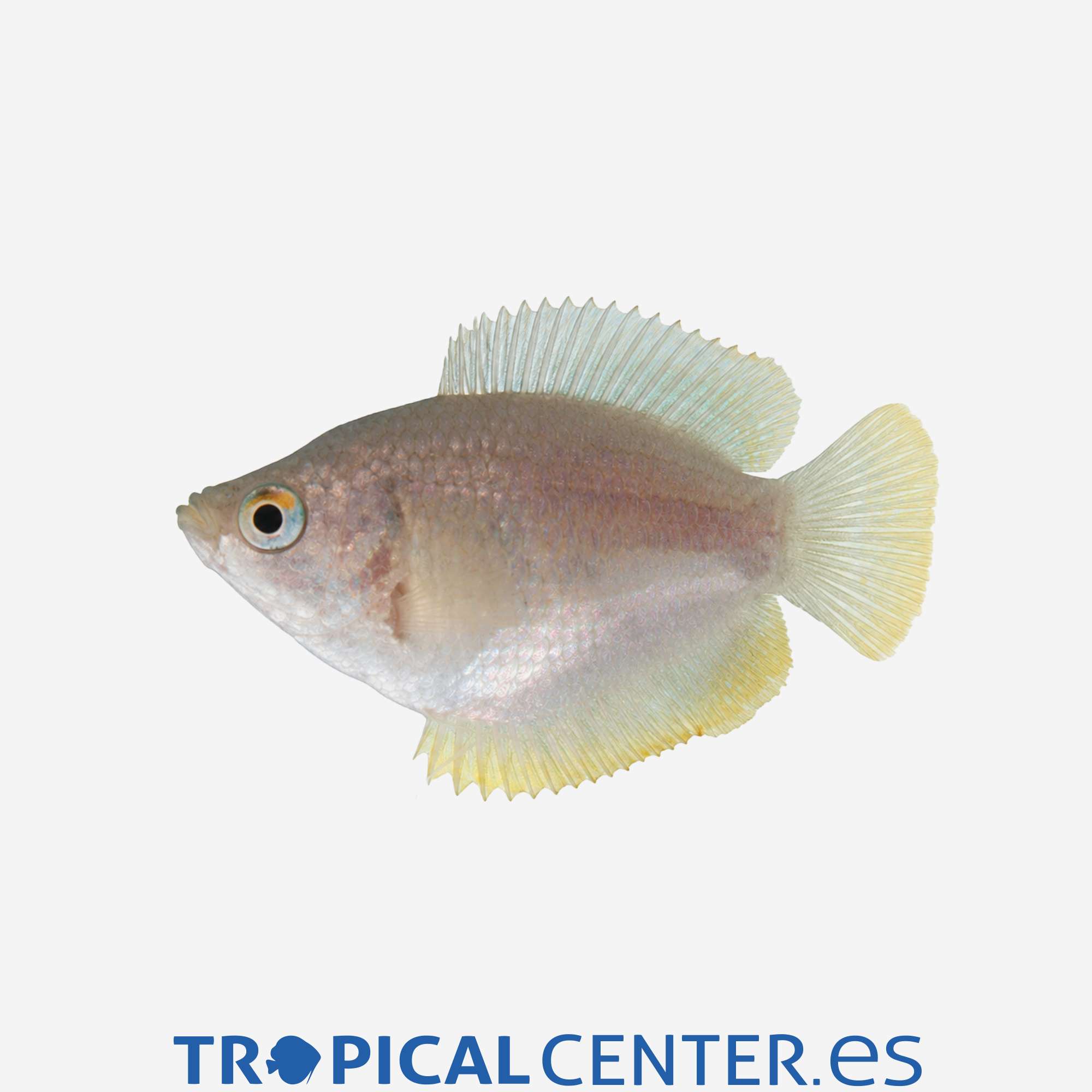 an171-2-colisa-lalia-hembra_general_5807.jpg an171-2-colisa-lalia-hembra_general_5807.jpg