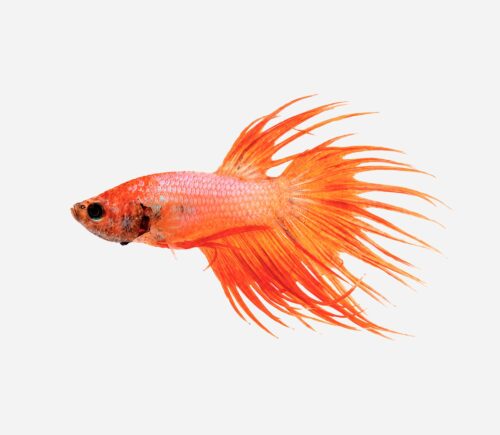 Betta Corona Naranja 💎HQF💎 (macho)