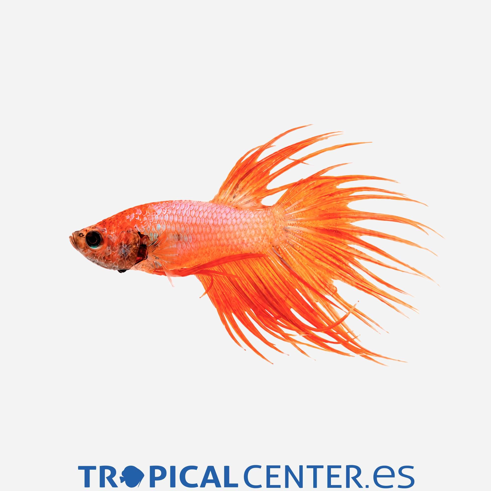 an221-0-betta-corona-naranja-hqf-macho_general_5893.jpg an221-0-betta-corona-naranja-hqf-macho_general_5893.jpg