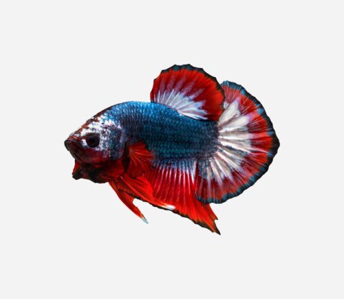 Betta Plakat halfmoon Triband (macho)