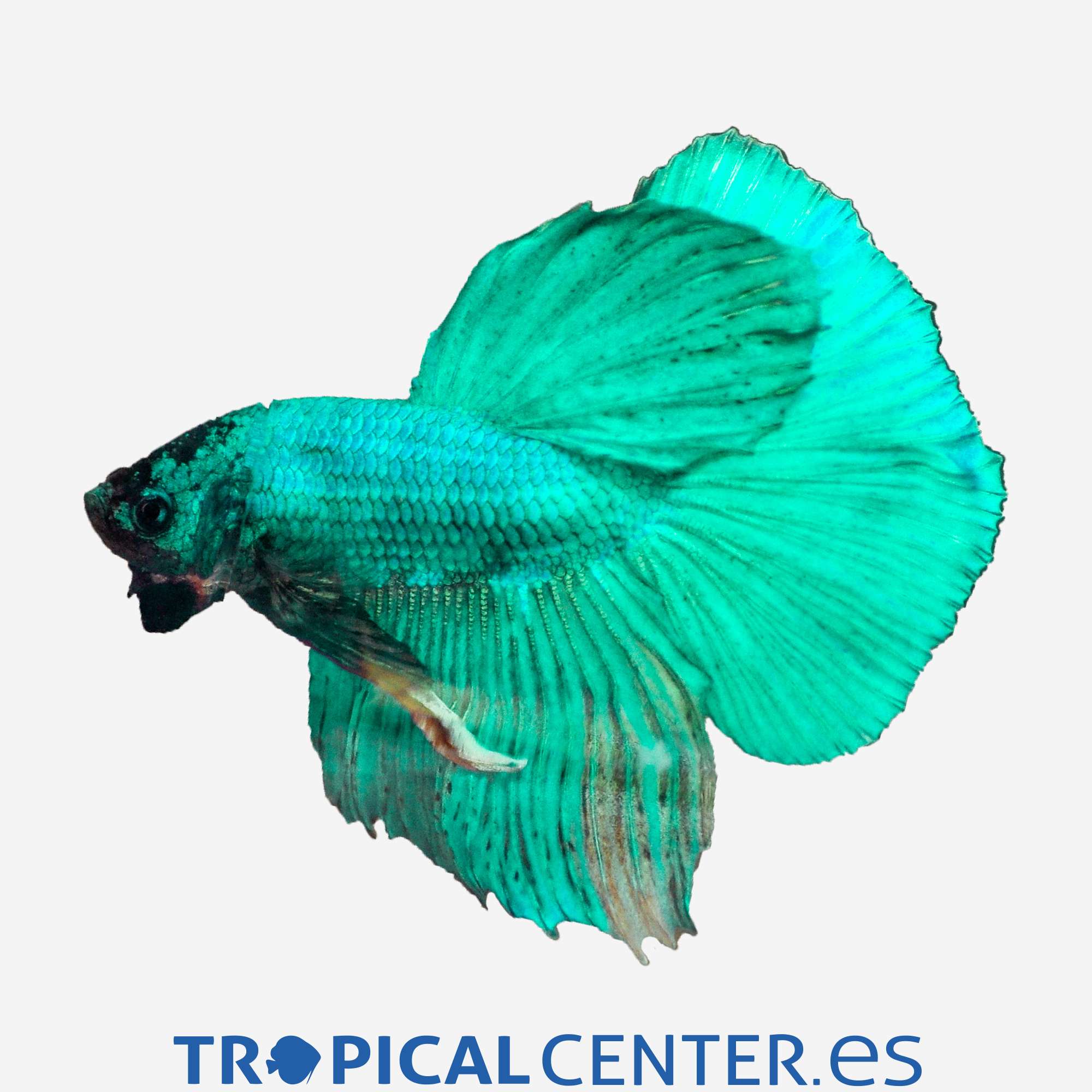 an293-0-betta-halfmoon-verde-macho_general_3327.jpg an293-0-betta-halfmoon-verde-macho_general_3327.jpg