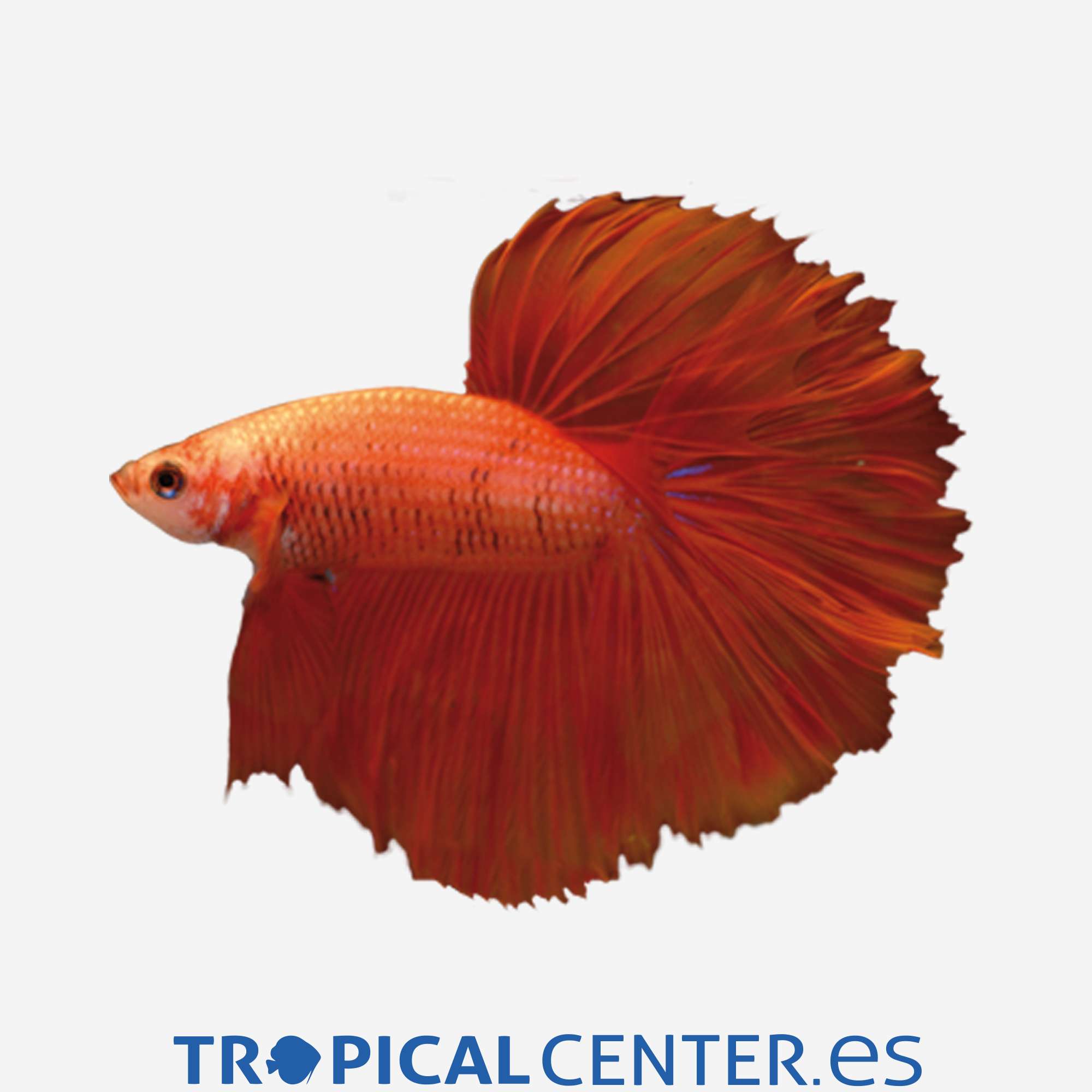 an315-0-betta-halfmoon-naranja_general_5440.jpg an315-0-betta-halfmoon-naranja_general_5440.jpg