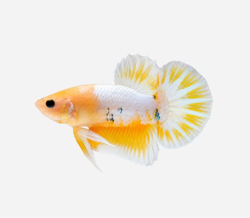 Betta Plakat halfmoon Hellboy amarillo