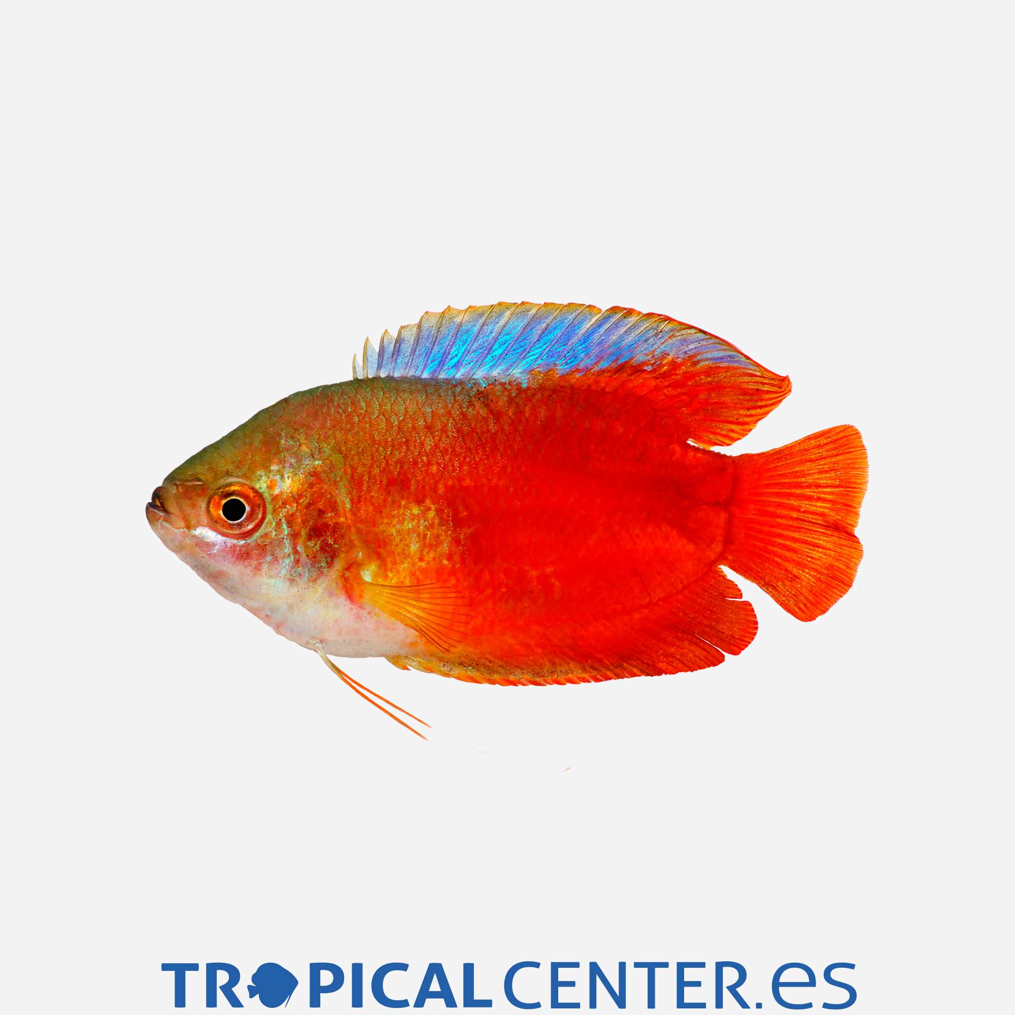 an59-1-colisa-lalia-neon-rojo-macho_general_5826.jpg an59-1-colisa-lalia-neon-rojo-macho_general_5826.jpg