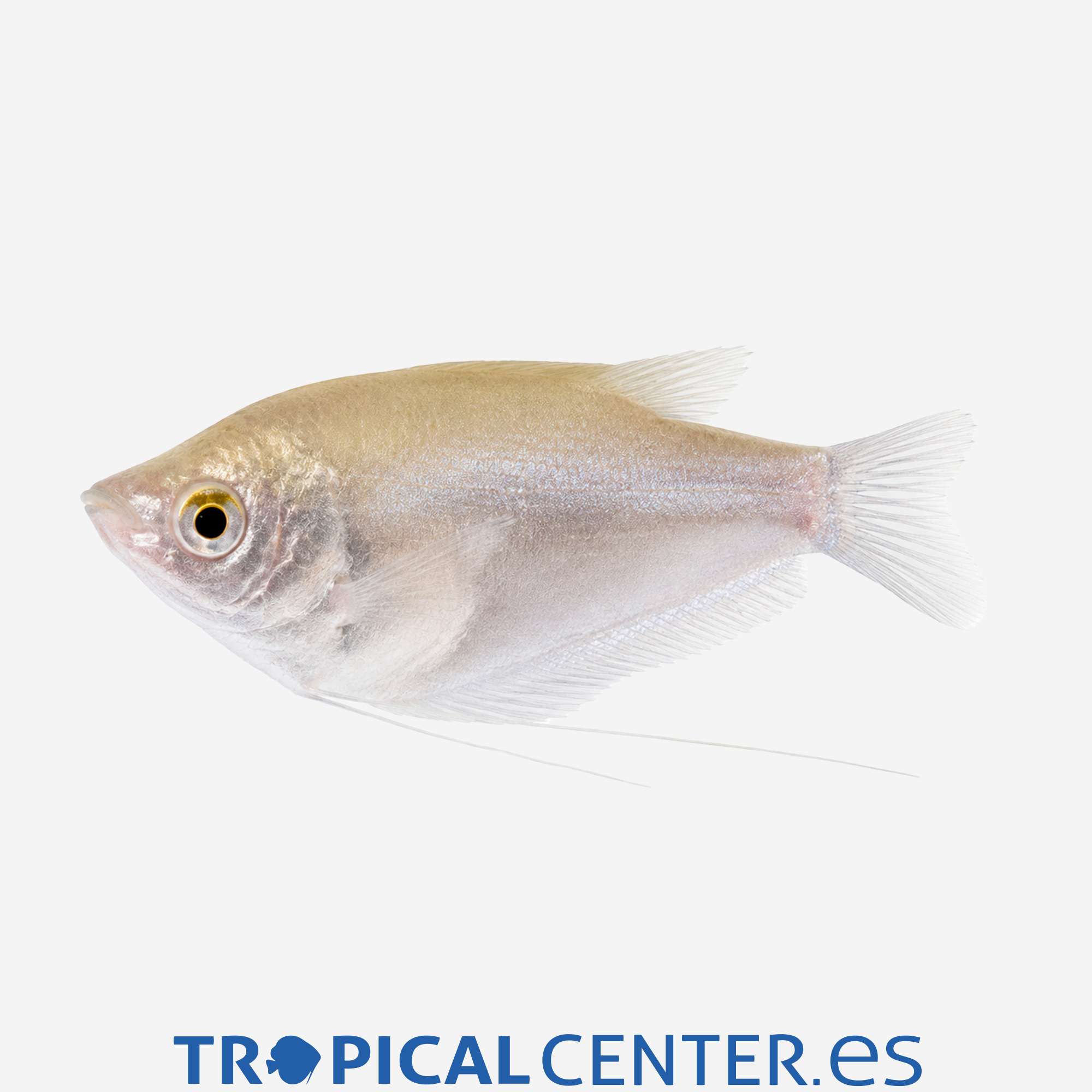an84-2-gurami-plata_general_5814.jpg