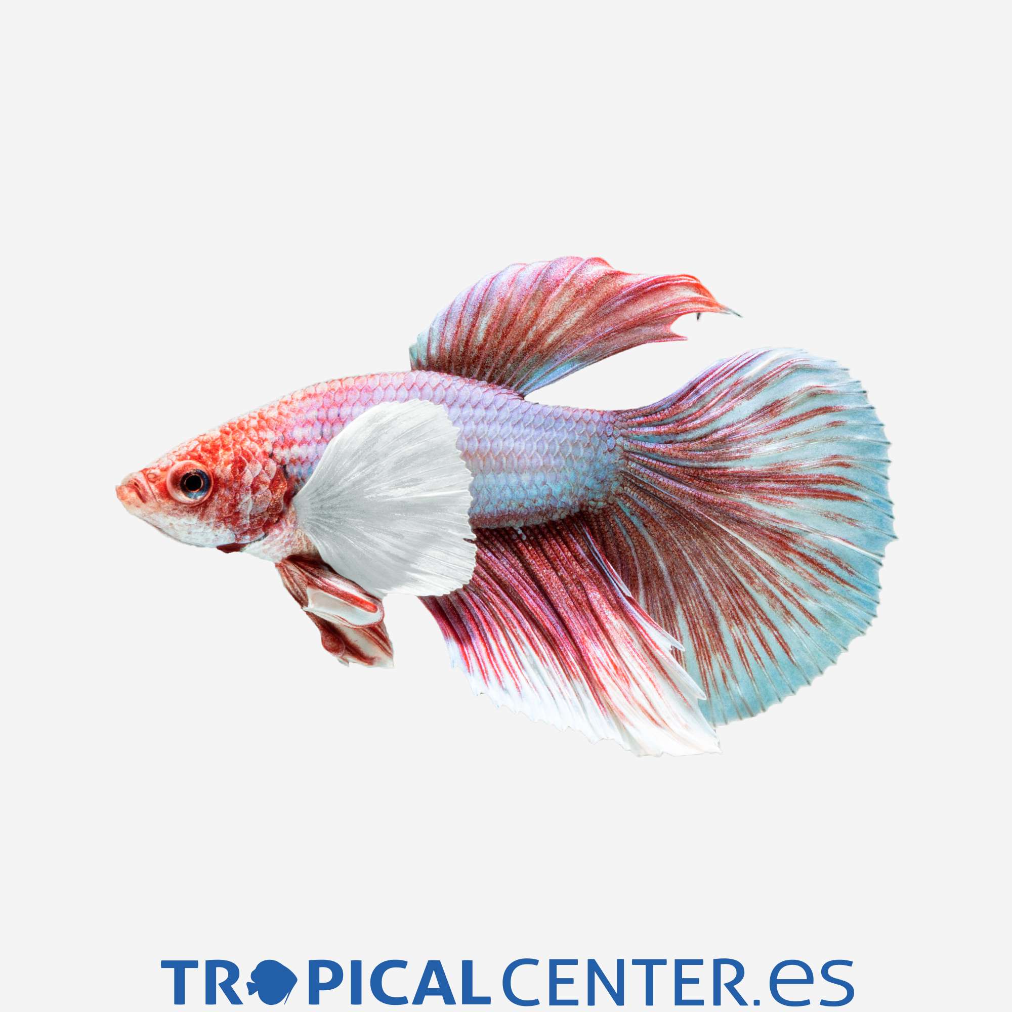 an88-2-betta-dumbo-superdelta-macho_general_5169.jpg