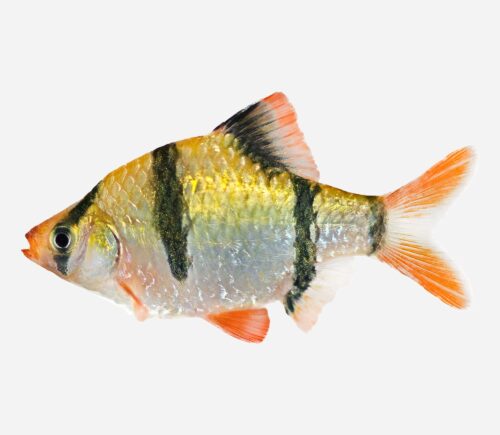 Barbo tetrazona