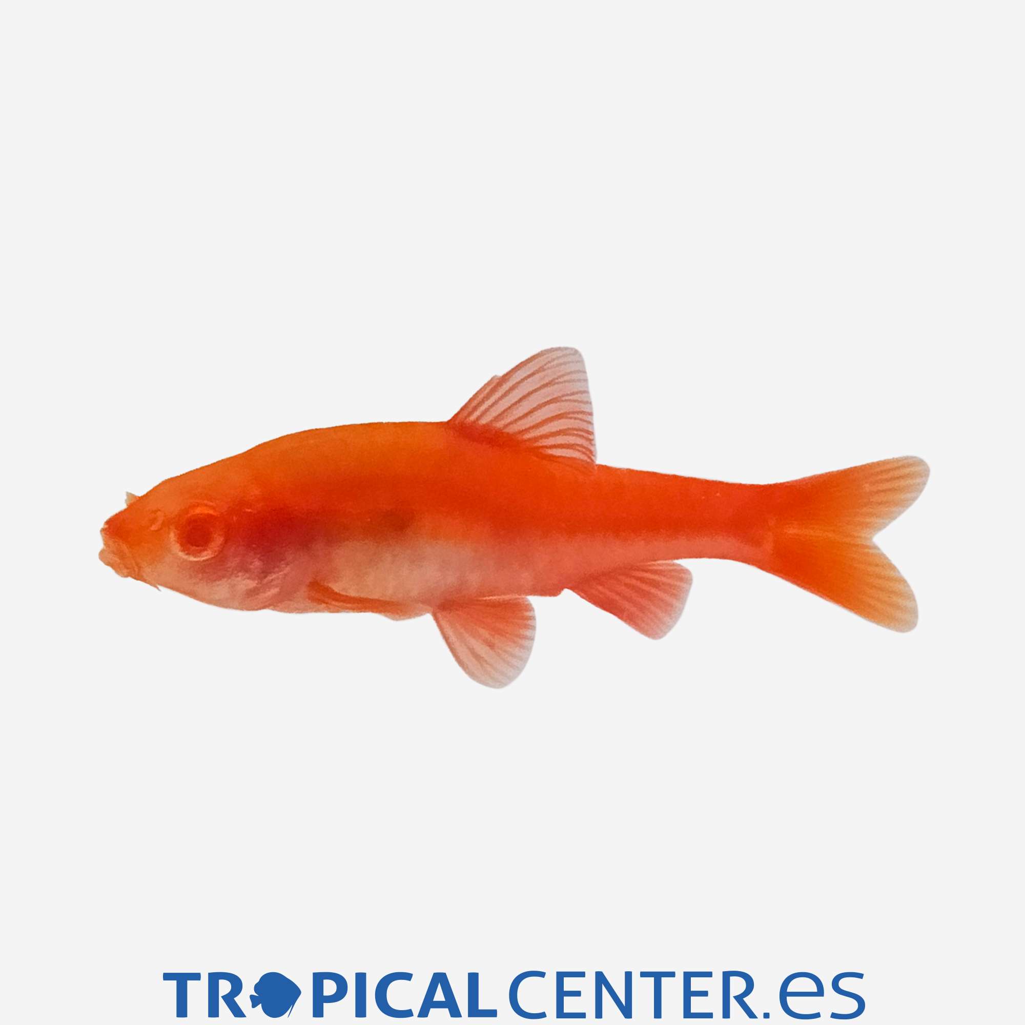 ba77-2-barbo-cereza-albino_general_5602.jpg