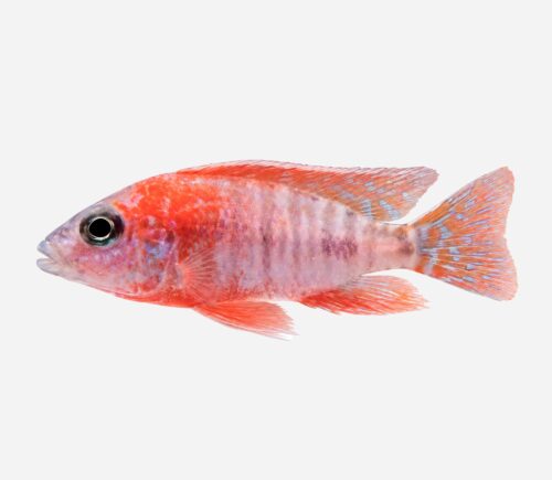 Aulonocara pavo real Rojo