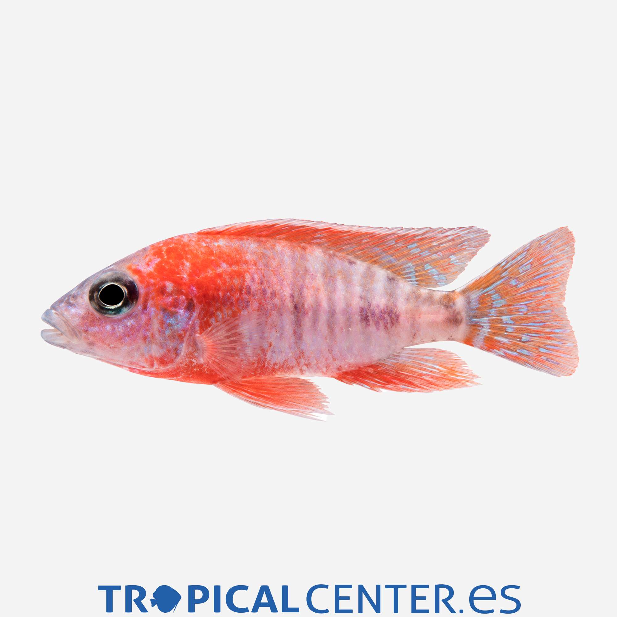ca11-3-aulonocara-pavo-real-rojo_general_5845.jpg ca11-3-aulonocara-pavo-real-rojo_general_5845.jpg