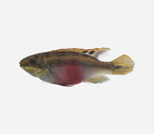 Kribensis Super Red 💎HQF💎