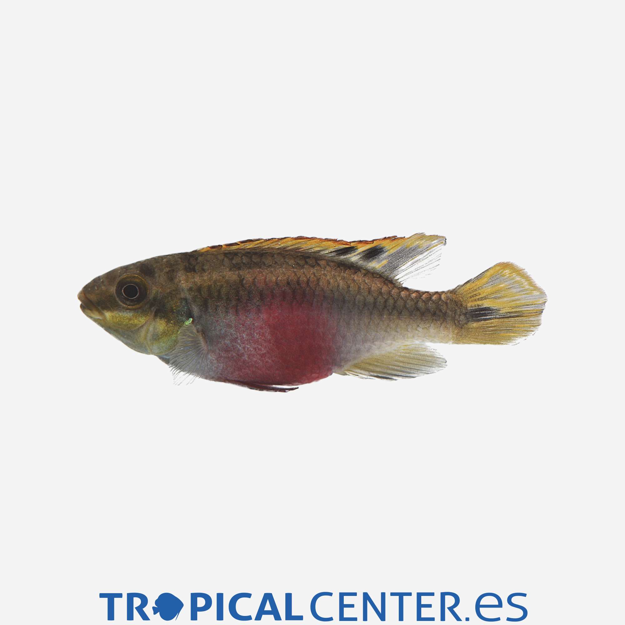 ca182-3-kribensis-super-red-hqf_general_3416.jpg