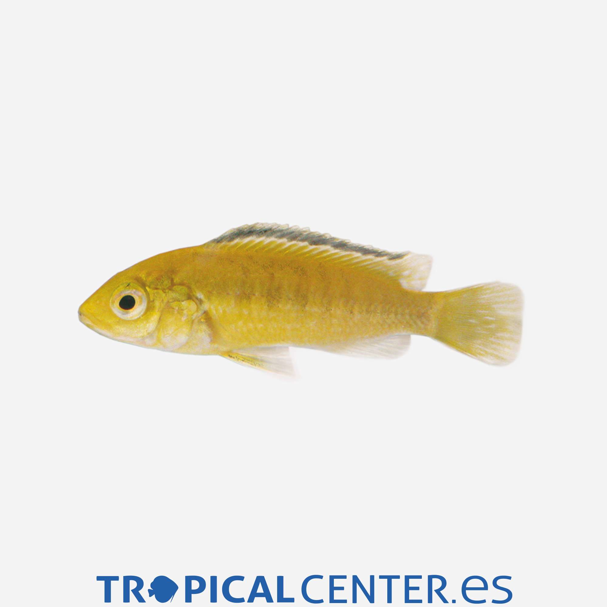 ca36-03-ciclido-limon_general_3392.jpg