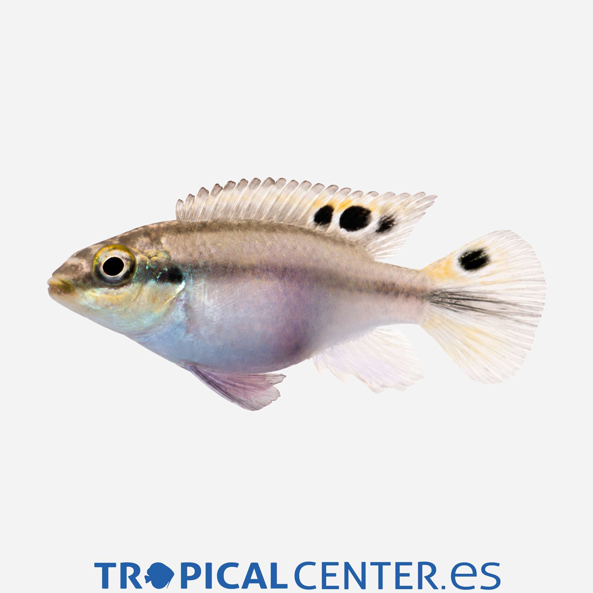 ca62-3-kribensis_general_5701.jpg ca62-3-kribensis_general_5701.jpg