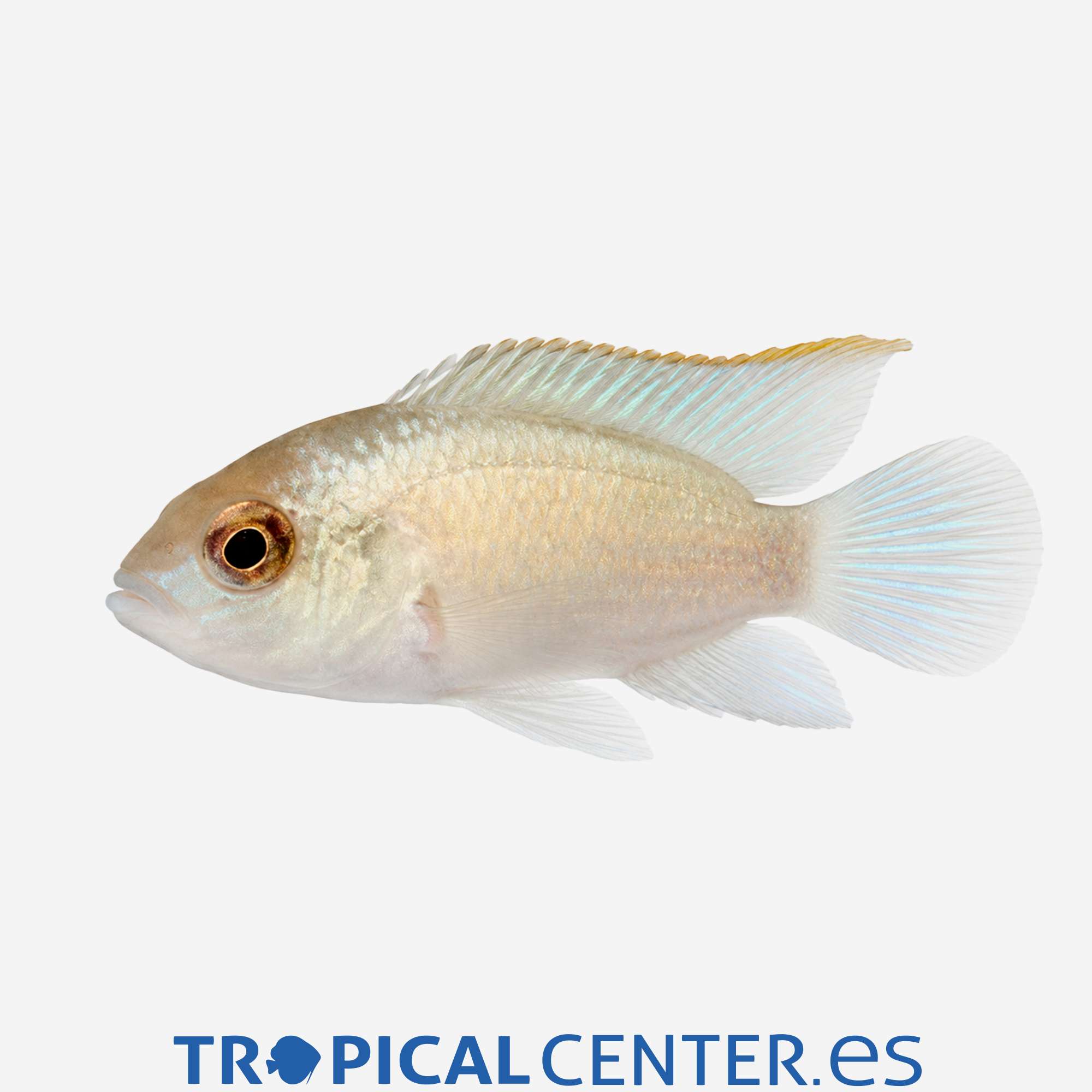 cm123-3-ciclido-enano-dorado-neon-blue_general_5851.jpg