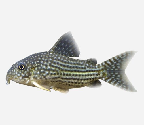 Coridora sterbai