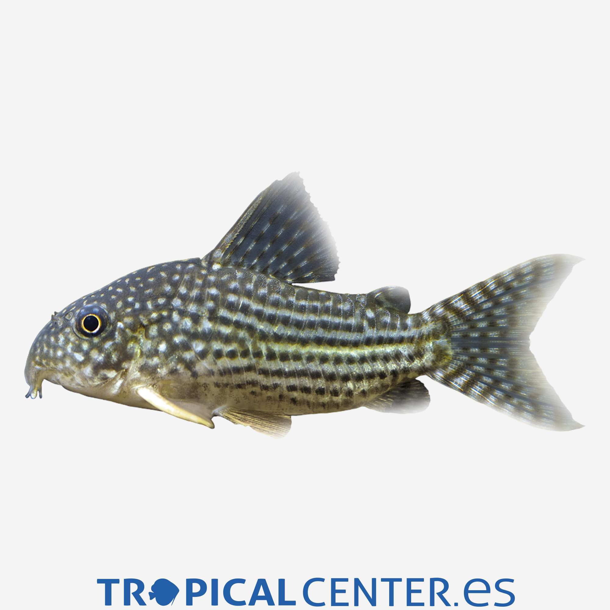 co28-4-coridora-sterbai_general_4123.jpg