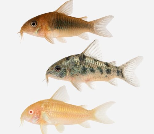 Coridora Surtida
