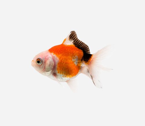 Oranda Tricolor