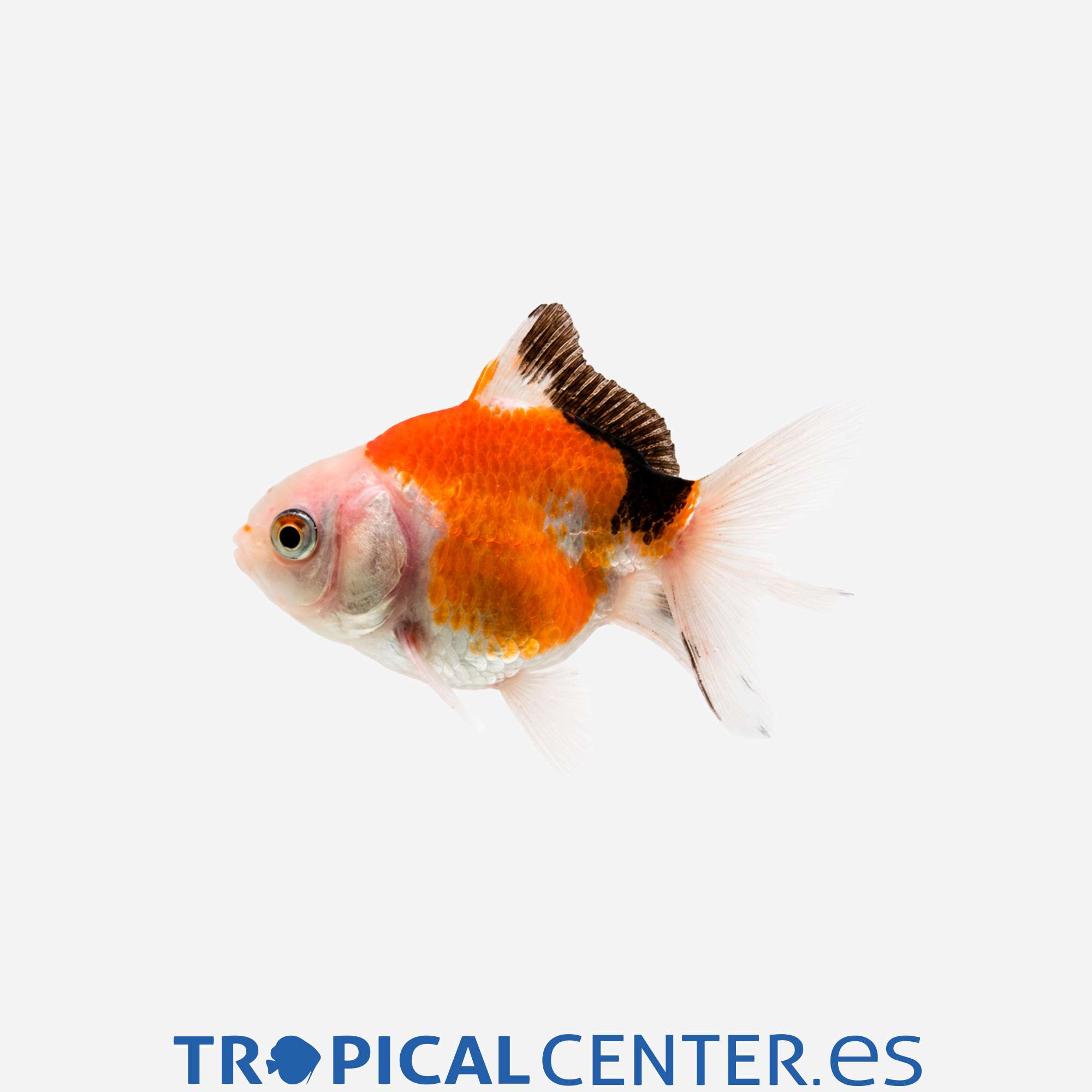 cs034-1-oranda-tricolor_general_5875.jpg