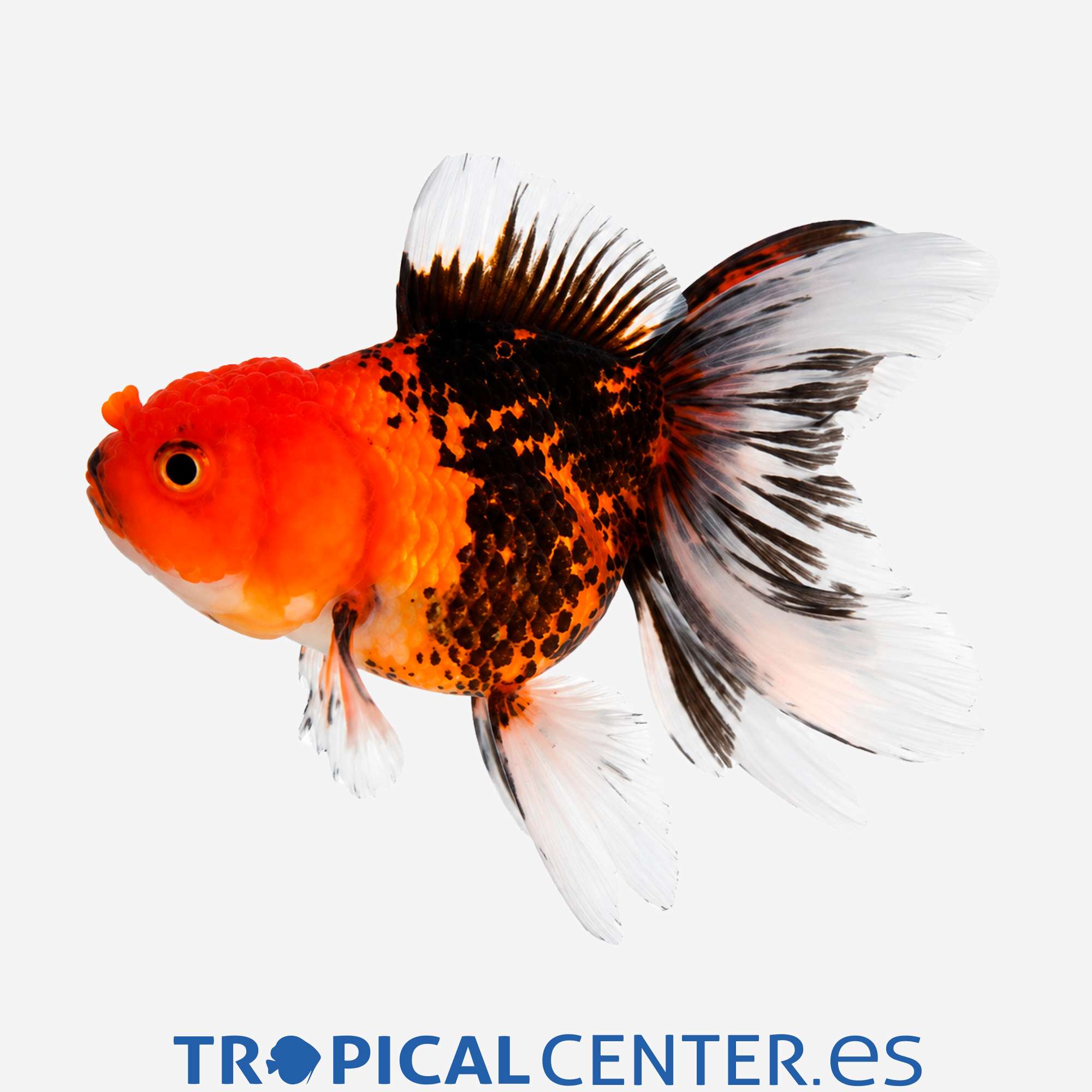cs034-4-oranda-tricolor-hqf_general_5759.jpg