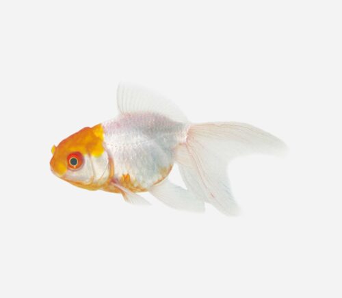 Boina Amarilla