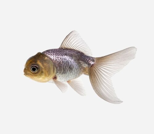 Oranda Azul 💎HQF💎