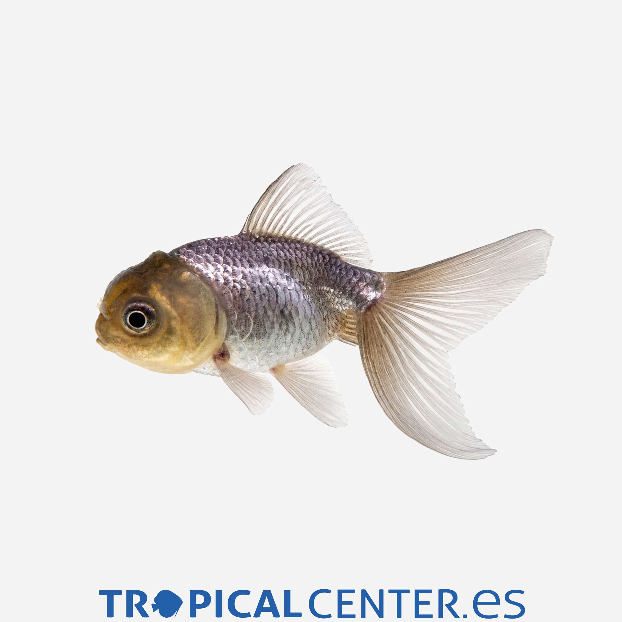 cs24-3-oranda-azul-hqf_general_5888.jpg cs24-3-oranda-azul-hqf_general_5888.jpg