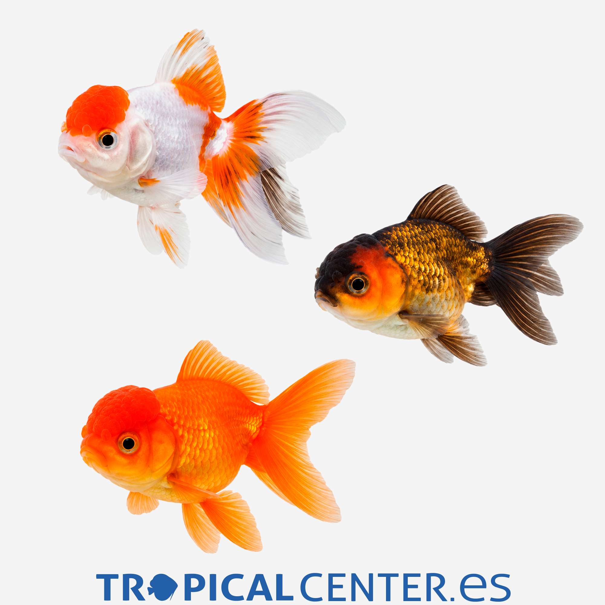 cs33-6-oranda-surtido-hqf_general_5799.jpg