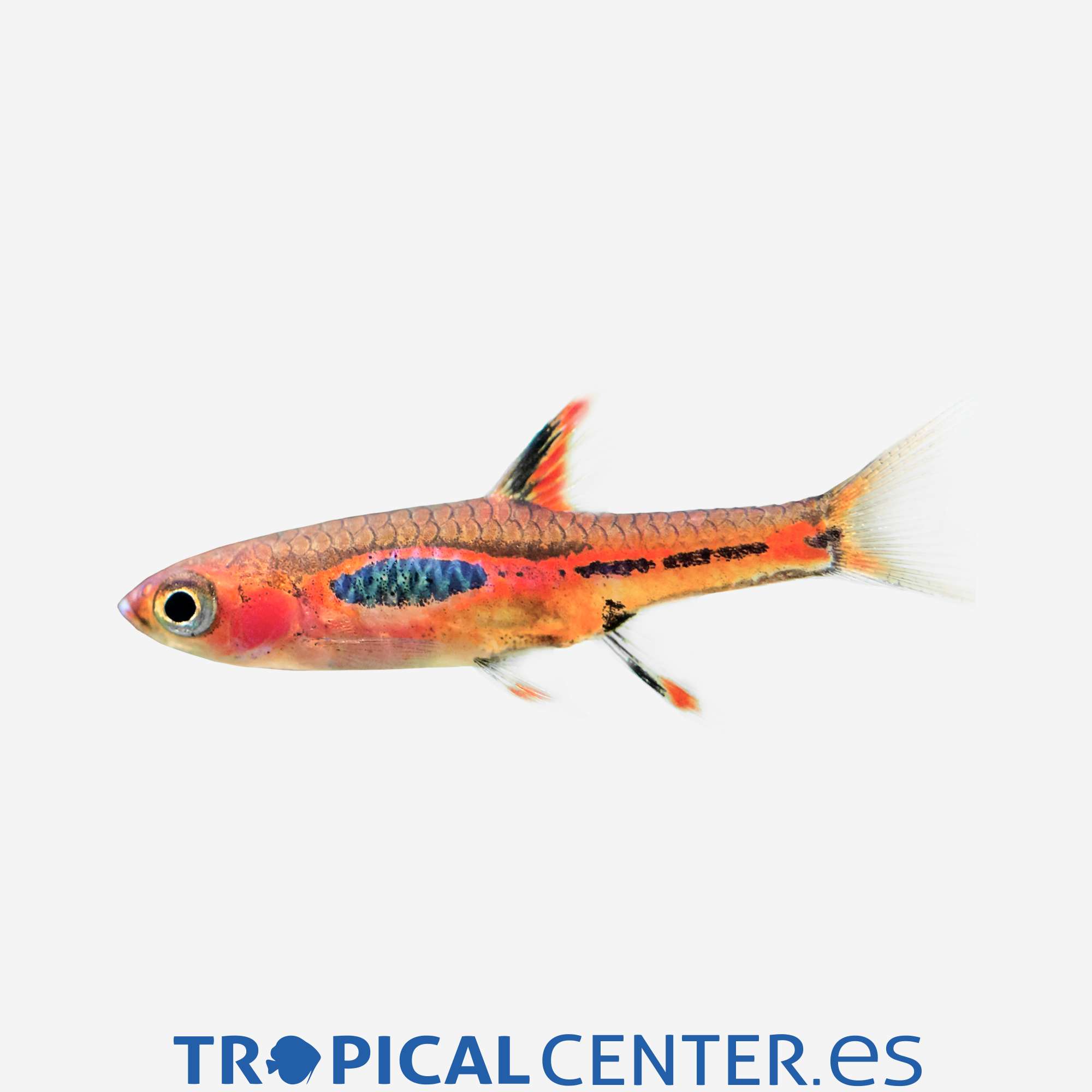 dr41-2-rasbora-mosquito_general_4730.jpg