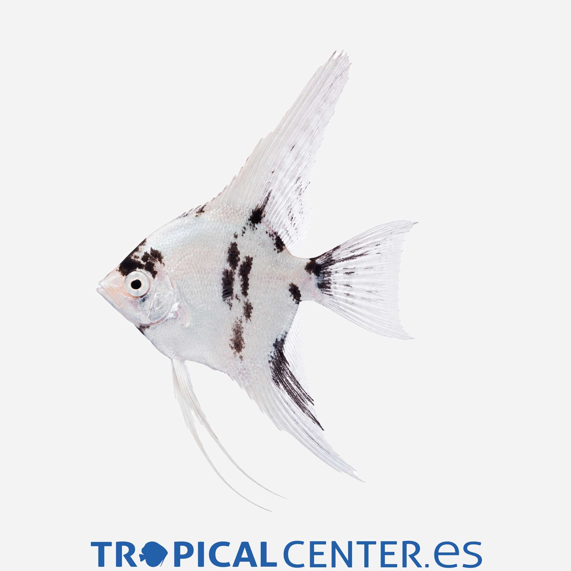 es46-0-escalar-dalmata_general_5827.jpg