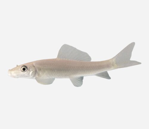 Chupa algas Albino