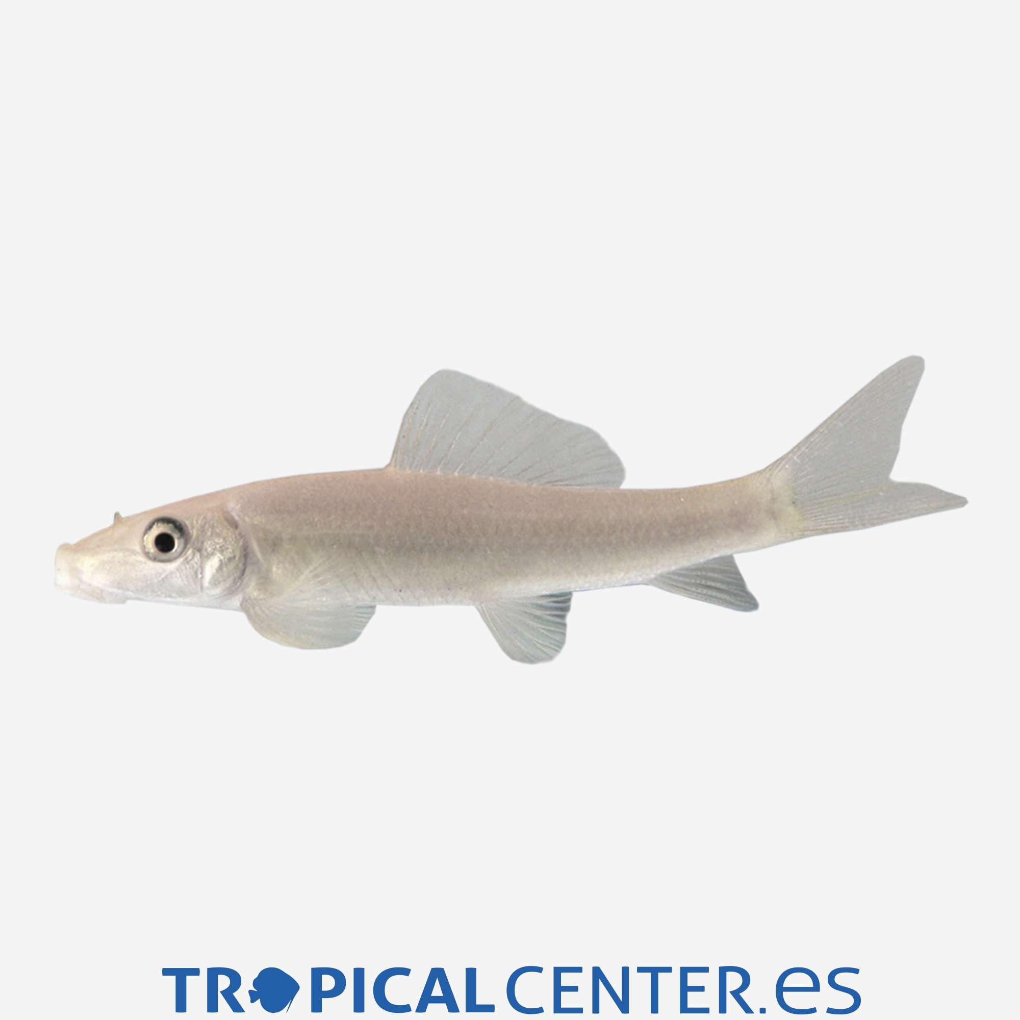 gc08-1-chupa-algas-albino_general_4145.jpg