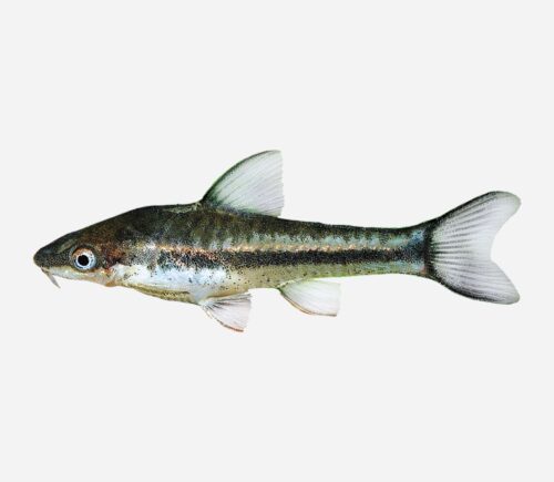Otocinclus