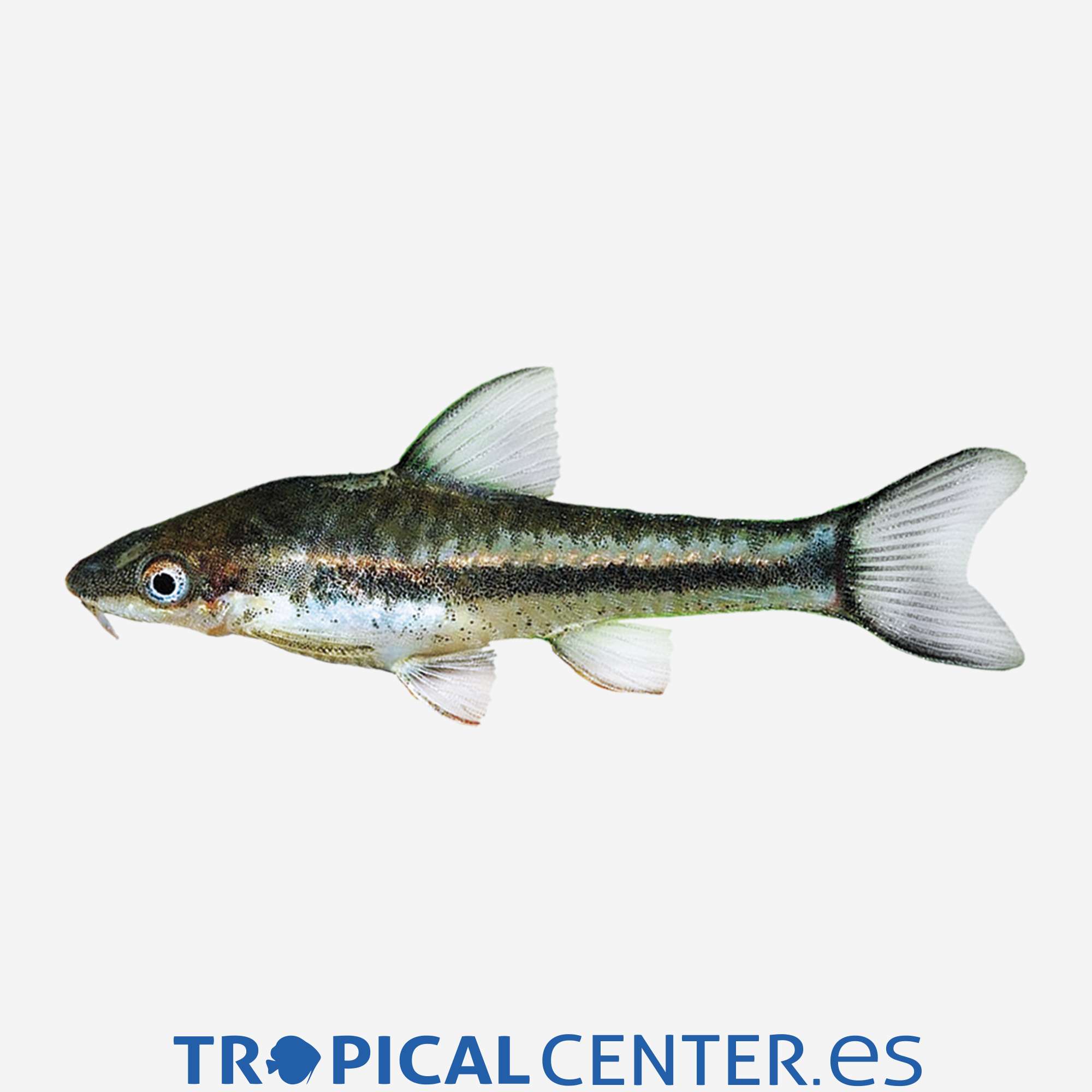gc80-4-otocinclus_general_3637.jpg gc80-4-otocinclus_general_3637.jpg