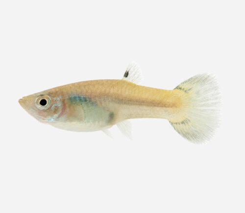 Guppy Cobra verde (hembra)