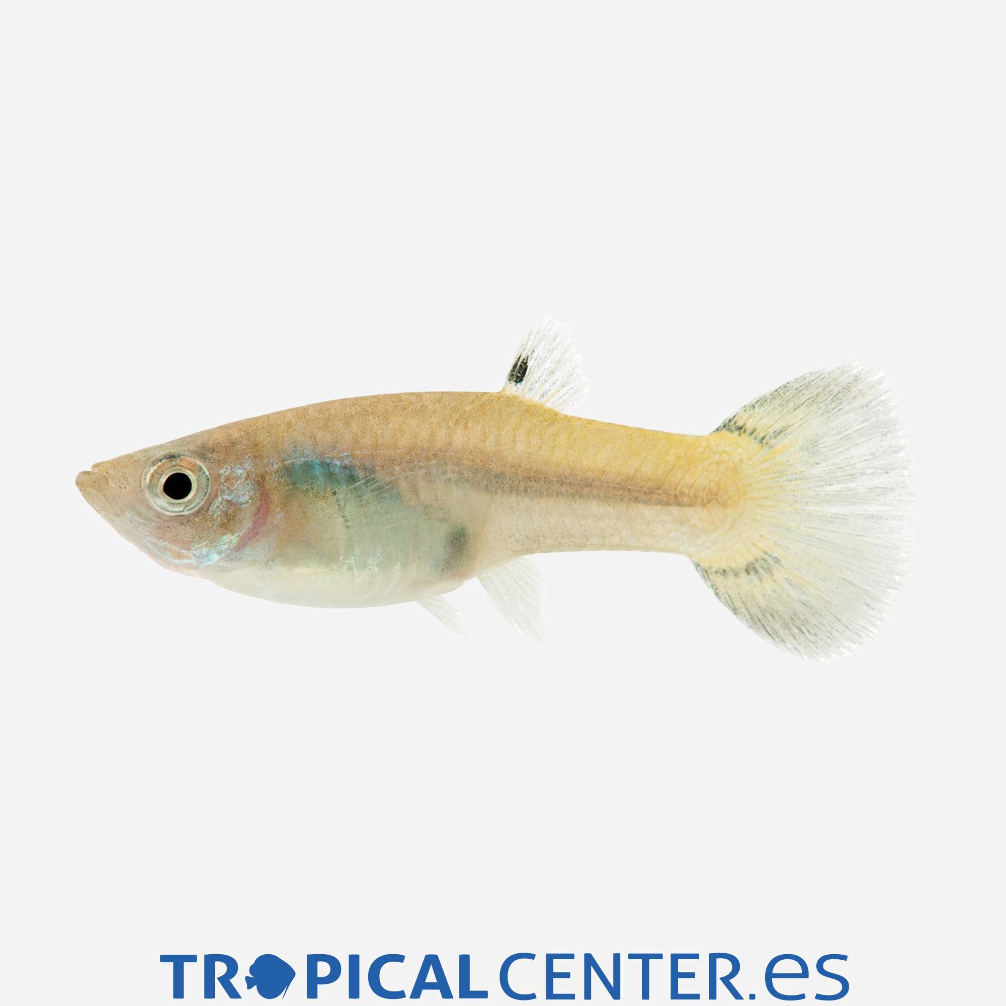 gu105-0-guppy-cobra-verde-hembra_general_5885.jpg