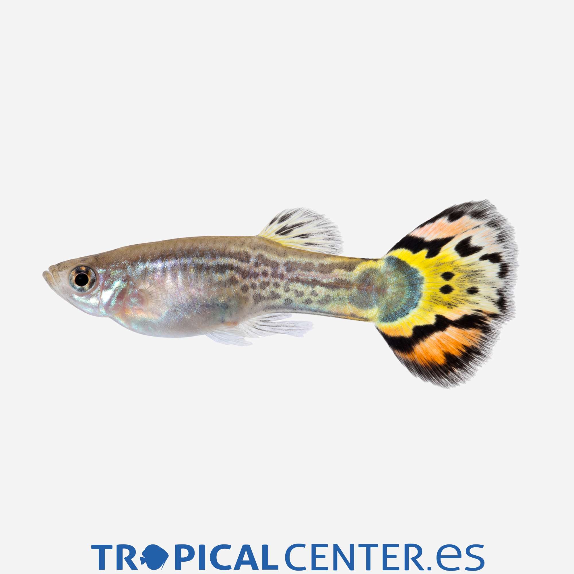 gu161-2-guppy-cola-leopardo-hqf-macho_general_5735.jpg