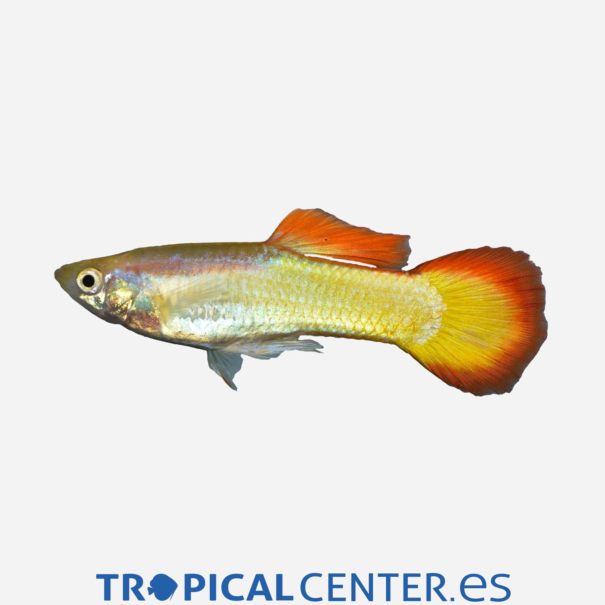 gu187-2-guppy-amanecer-hqf-macho_general_4577.jpg