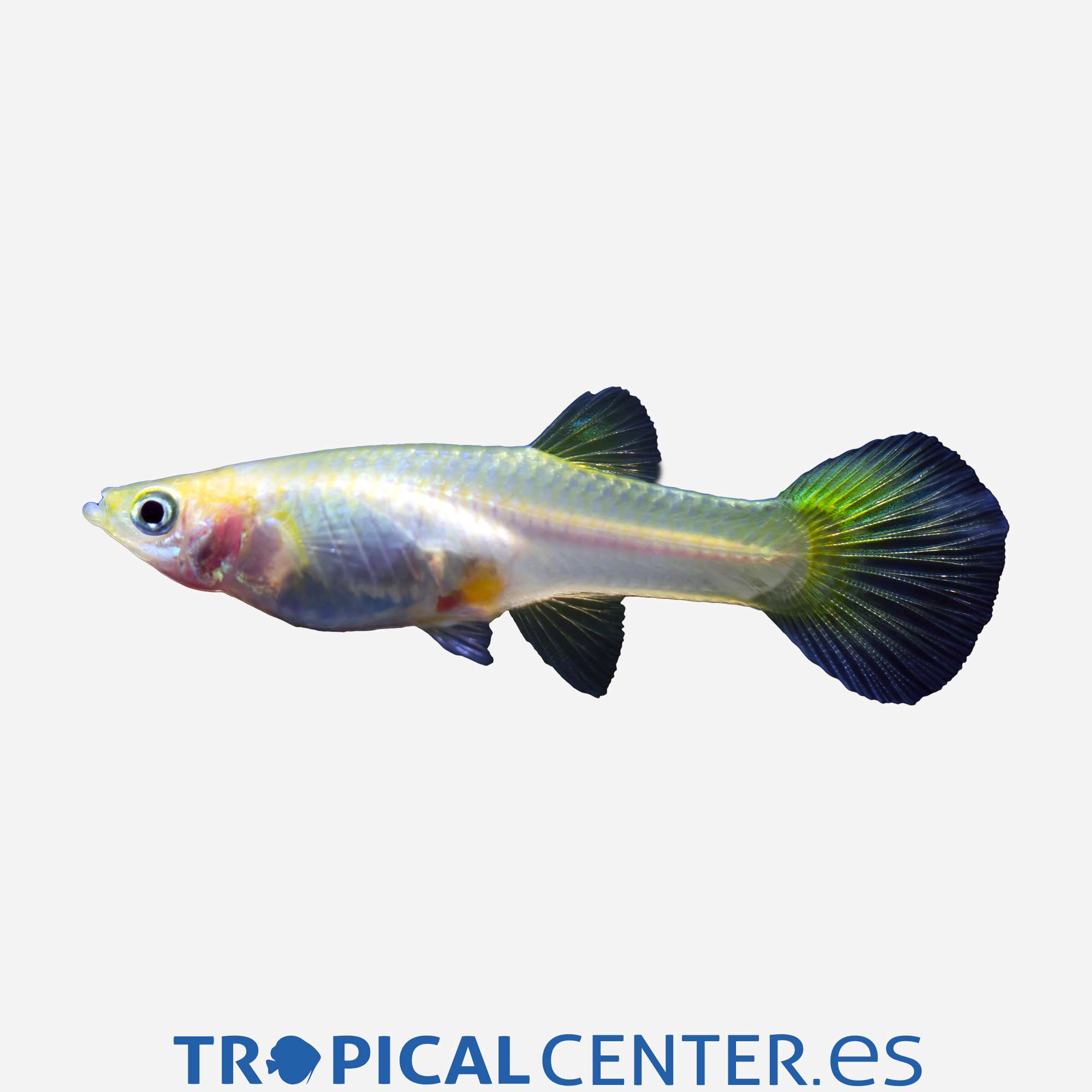 gu220-3-guppy-aleman-amarillo-hqf-hembra_general_4967.jpg