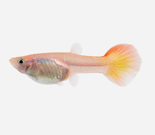 Guppy Amanecer (hembra)