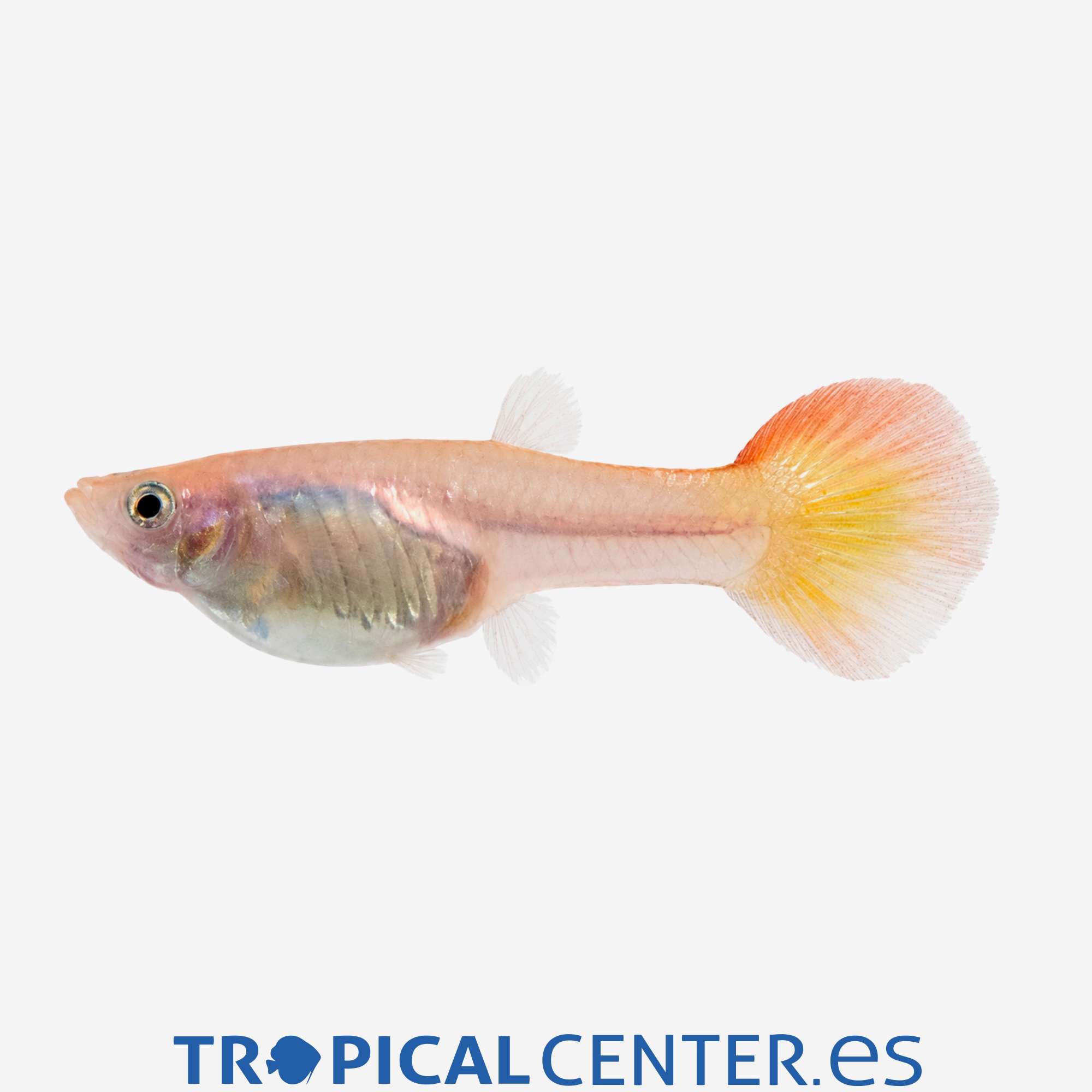 gu221-4-guppy-amanecer-hembra_general_5884.jpg