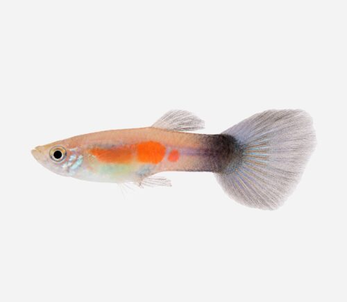 Guppy Reina púrpura (macho)
