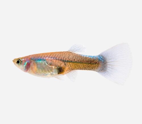 Guppy Neón azul (hembra)