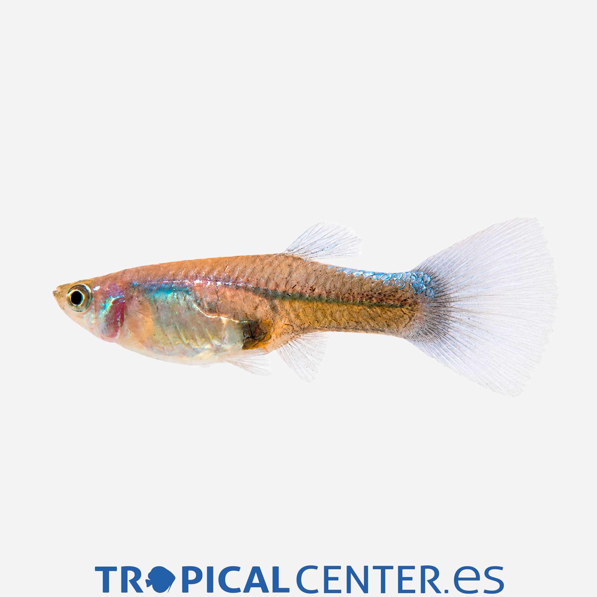 gu334-1-guppy-neon-azul-hembra_general_5882.jpg