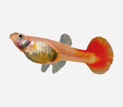 Guppy Rojo sangre (hembra)