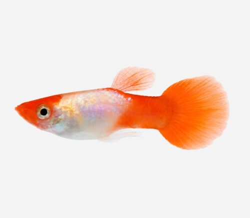 Guppy Boina roja koi (hembra)